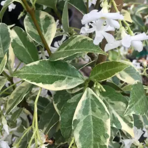 Trachelospermum Variegatum - Variegated Star Jasmine, Climbing Plant (20-30cm Height Including Pot)