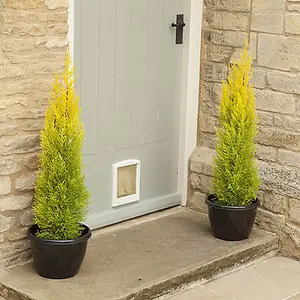 10 x Cupressus Conifer Macrocarpa Goldcrest Tree in a 10.5cm Pot 28-30cm Tall Supplied as 10 x Established Cypress Trees