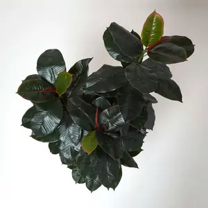 Homescapes Artificial Ficus Rubber Plant in Pot, 130 cm Tall