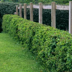 YouGarden Mixed Native Hedging Collection, Set of 50 Hedges, Established and Already 40-60cm Tall, Ready to Plant