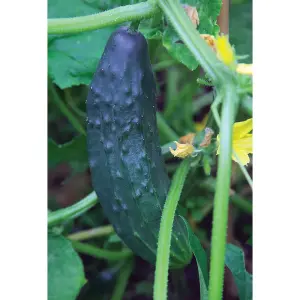 Cucumber Burpless Tasty Green F1 Hybrid 1 Seed Packet (10 Seeds)