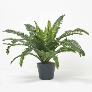 Homescapes Boston Fern in Pot, 60 cm Tall