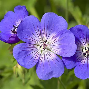 Hardy Geranium 'Rozanne' in 9cm Pots - Plant of the Centaury - Drought Resistant (Pack of 3)