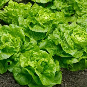 Lettuce (Butterhead) Tom Thumb 1 Seed Packet