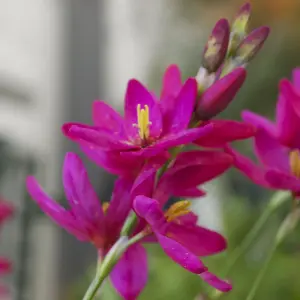 100 x Ixia Venus Bulbs - Pink Flowering Perennials - UK Hardy Low Maintenance Pollinator Friendly