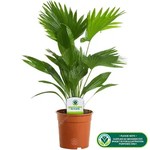 Livistona Palm - Elegant Indoor Foliage for Air Purification (12cm, 25-35cm)