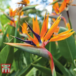 Houseplant Bird Of Paradise 13cm Pot x 2