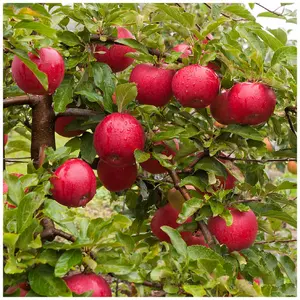 Dwarf Patio Katy Apple Tree, Ready to fruit. Sweet,Juicy Strawberry Taste 3FATPIGS