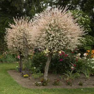 Pair Flamingo Willow Salix Nishiki standards in 3L Pots