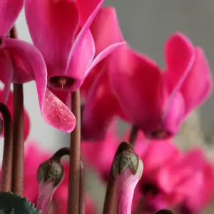 12 x Cyclamen Mixed Garden Ready Plants - Alpine Violet UK Hardy Flowering Perennials - Ideal for Beds, Containers or Borders