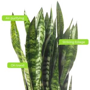 Sansevieria Black Coral - Indoor House Plant for Home Office, Kitchen, Living Room - Potted Houseplant (30-40cm)