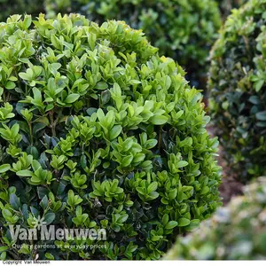 Buxus Sempervirens 9cm Potted Plant x 20