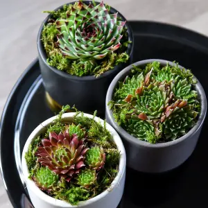 Houseplant Sempervivum Mixed 5.5cm Pot x 3