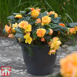 Planter Sabina Dark Grey (Anthracite) 32cm Pot x 1