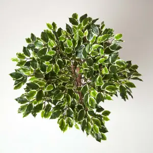 Homescapes Variegated Green Artificial Ficus Tree with Real Wood Trunk, 4 Ft