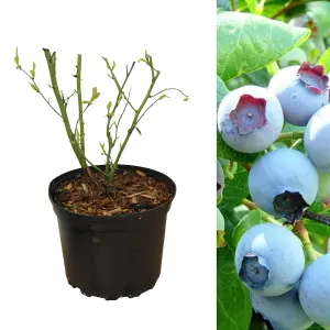 Blueberry Bush 'Bluecrop' Plant in 1.5L Pot - Heavy Cropping Vaccinium