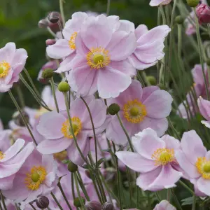 Anemone Queen Charlotte - Elegant Pale Pink Blooms, Moderate Height (15-30cm Height Including Pot)