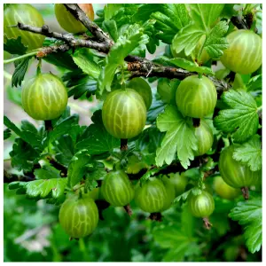 5 Green Gooseberry Plants / Ribes uva-crispa 'Invicta' 1-2ft ready to fruit 3FATPIGS