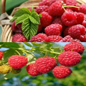 1 x Raspberry Polka Bare Root Cane - Grow Your Own Fresh Raspberries