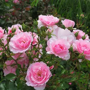 Rose (Rosa) Pink Standard (40cm) 1 Bare Root