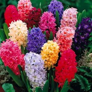 Hyacinth Mixed Flowering Bulbs (250 Pack)