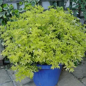 Choisya Goldfinger - Golden Coloured Foliage, Evergreen Shrub, Hardy (20-30cm Height Including Pot)