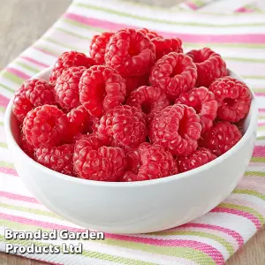 Grow Your Own Fruit  Raspberry Glen Ample (4 Canes) 3 Litre Pot x 2