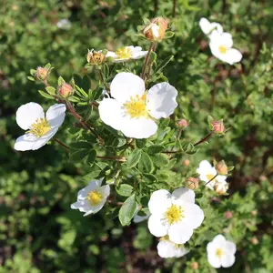 Abbotswood Shrubby Cinquefoil Shrub Plant Potentilla Fruticosa 2L Pot