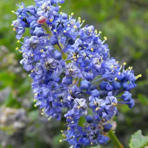 Ceanothus Dark Star - Deep Blue Flowers, Compact Size (20-30cm Height Including Pot)