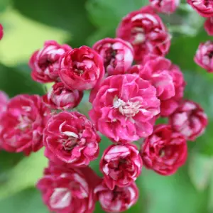 Crataegus Pauls Scarlet Tree - Pink Double-Flowering, Abundant Red Berries (5-6ft)