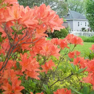 Azalea Orange - Vibrant Flowers, Evergreen Shrub, Hardy (20-30cm Height Including Pot)