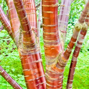 Cherry Blossom Tree Prunus Serrula Outdoor Ornamental Tree Bare Root 1.2m