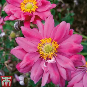 Japanese Anemone Collection 12 Bare Root Plants