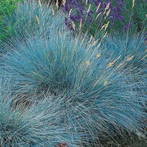 Festuca Intense Blue - Evergreen Shrub, Striking Blue Foliage, Hardy Grass Plant (15-30cm Height Including Pot)