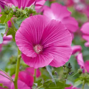 Lavatera Ruby Star Garden Plant - Rich Ruby-Pink Blooms, Compact Size (20-30cm Height Including Pot)