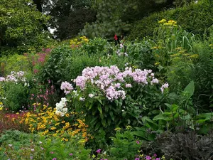 5 X Mixed Established Garden Shrubs in 9cm Pots  - Quality Potted Plants - Colourful Border 3FATPIGS