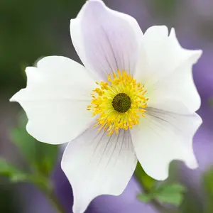 Anemone Wild Swan - Elegant White Blooms, Compact Size (15-30cm Height Including Pot)