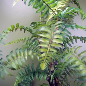 70cm Artificial Tree Fern with Decorative Planter