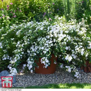 Hydrangea macrophylla Runaway Bride (13cm Potted Plant) 1 Litre Potted Plant x 2