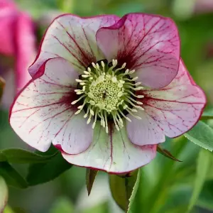 Harvington Picotee Lenten Rose Hellebore Perennials Flowering Plants 2L Pot