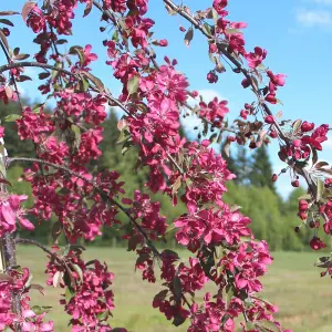 Malus Crimson Cascade Tree - Crab Apple Tree, Crimson Red Spring Blossoms, Low Maintenance (5-6ft)