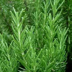 2 x Rosemary Herb Plants in 14cm Pots - Rosmarinus Officinalis for Culinary Use