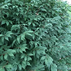 Euonymus alatus Little Moses 9cm Potted Plant x 1