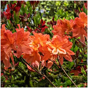 Rhododendron Hotspur Orange In 9cm Pot, Vibrant Orange Flowers