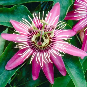 Passiflora Victoria Garden Plant - Exotic Blooms, Compact Size (20-30cm Height Including Pot)