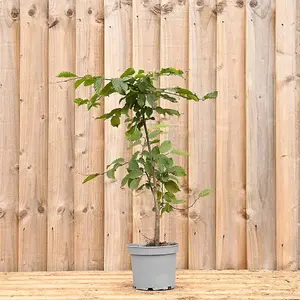 Hedges Direct Hornbeam 40cm Height Native Hedge Plant