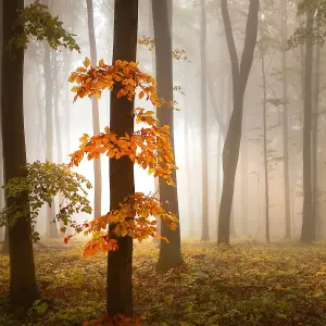 Foggy Autumn Forrest Mural - 384x260cm - 5153-8