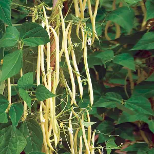 Climbing French Bean Mixed colour 1 Seed Packet