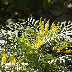 Mahonia Eurybracteata Soft Caress 3.6 Litre Potted Plant x 1