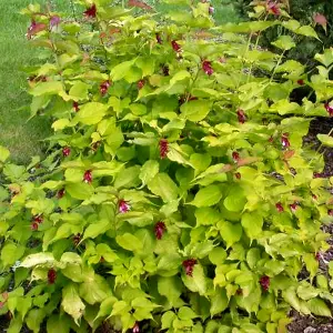 Leycesteria Golden Lanterns Garden Plant - Attractive Foliage, Compact Size (20-30cm Height Including Pot)